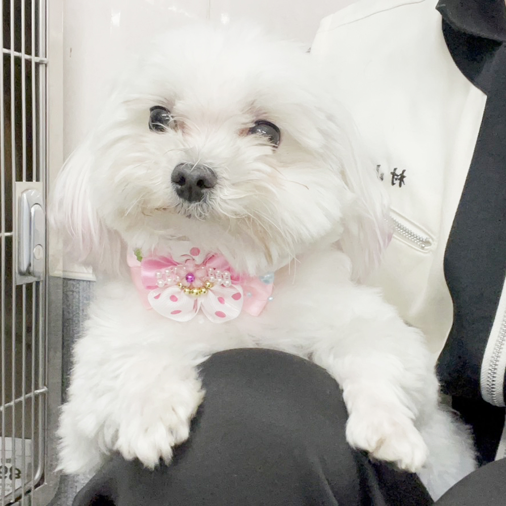 生徒が撮影したモデル犬写真♪①